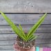 Aloe vera (Aloe vera) - kont. C1L, výška 15-25 cm
